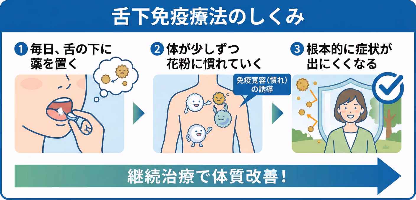 舌下免疫療法の仕組みと流れ