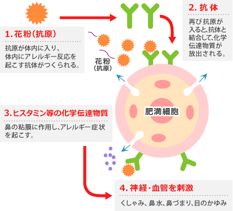 花粉症のメカニズム 感作から発症までの流れ